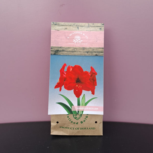 Amaryllis Red Lion