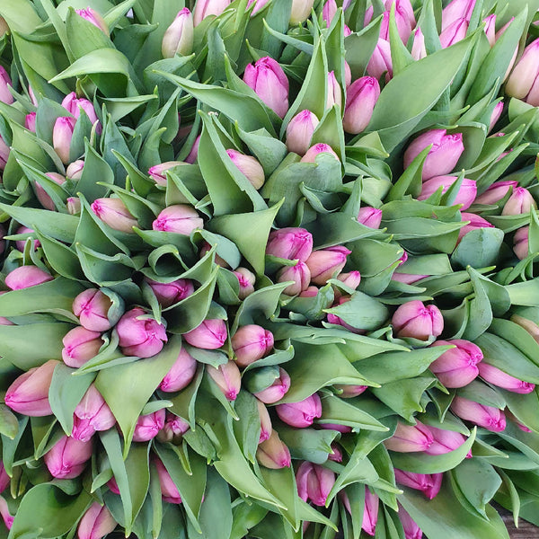 Light Pink Prince Tulips