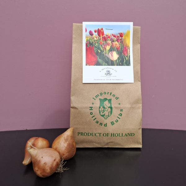 Tulpenbox Klein