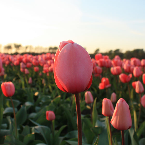Pink Impression